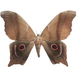 PSEUDIMBRASIA DEYROLLEI PSEUDIMBRASIA DEYROLLEI
